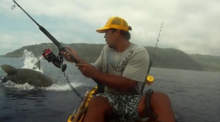 Tigris cápa nyúlta le a kajakos horgász zsákmányát - videóval!