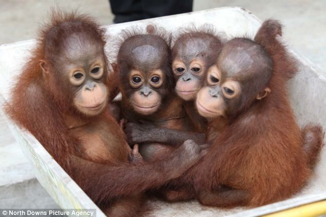 Az árva orángután bébik új otthonukba kerültek