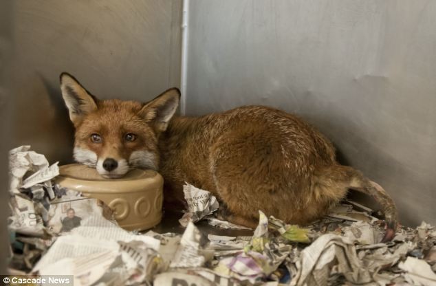 ARTICLE-2310372-19562D6D000005DC-450_634X416