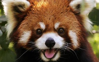 Vörös panda piknikezik