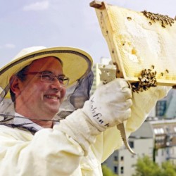 A Berlini Méhészszövetség elnöke ellenőrzés közben. Tavaly óta megduplázódott a méhészek száma