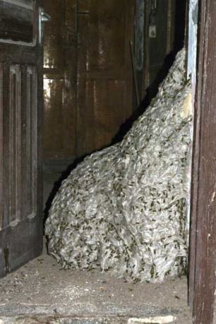 Óriási darázsfészek egy elhagyatott házban Tenerifén