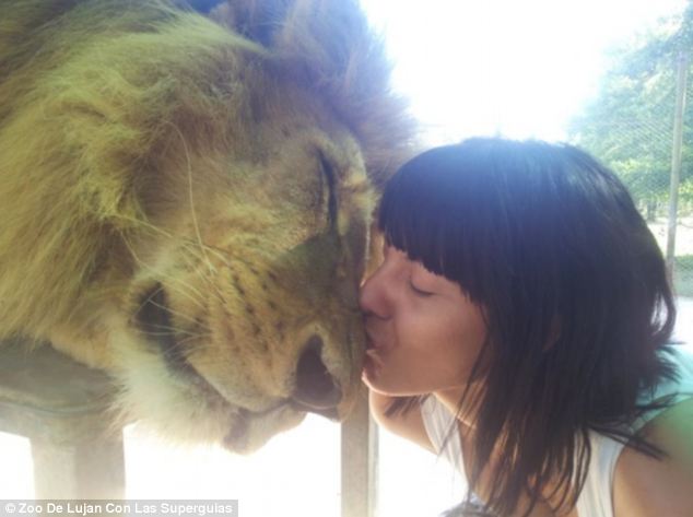 Egy látogató puszit nyom az oroszlán orrára