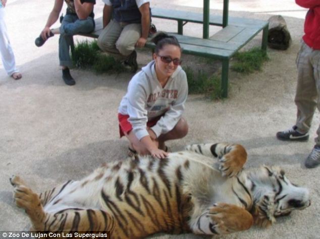Úgy tűnik, a tigris nagyon élvezi, hogy vakargatják a hasát.