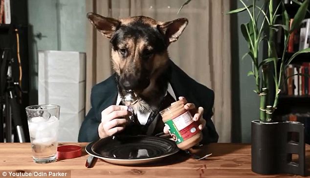 Különleges videó az emberként étkező kutyáról