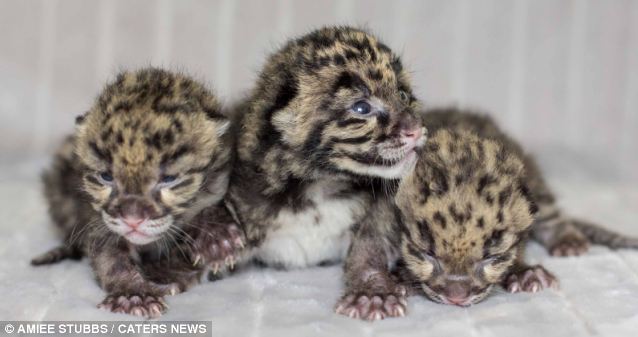 Négy leopárd kölyök született Nashville-ben