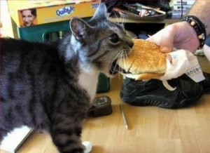 Frankie, a sajtburgerfüggő cica
