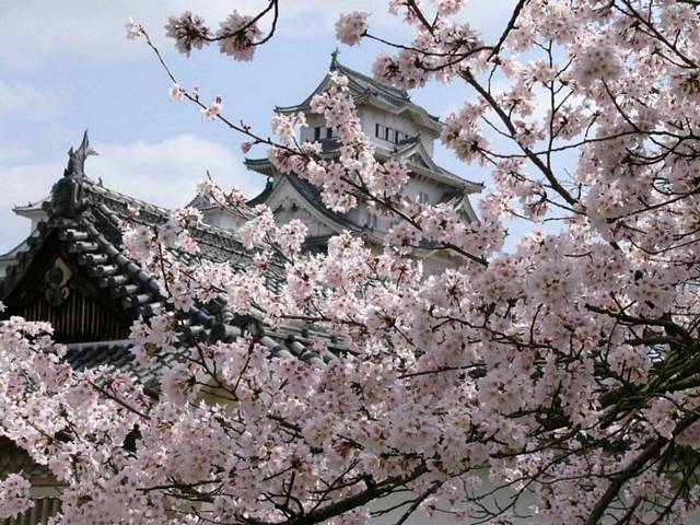 Cseresznyevirág ünnepe - Hanami 