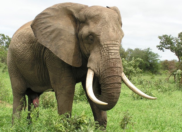 Elefánt juttatta kórházba a turistákat