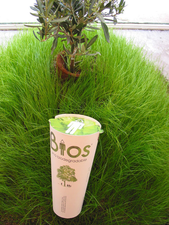 Halálunk után fa nőhet belőlünk!