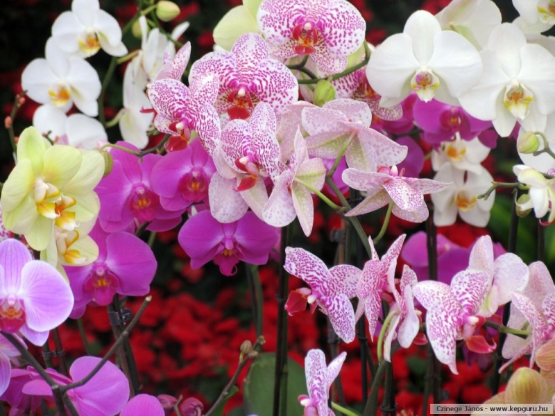 Indonézia különleges orchideáit is bemutatják a Vajdahunyadvárban