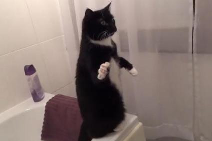 Pózoló cica a tükörben - videó