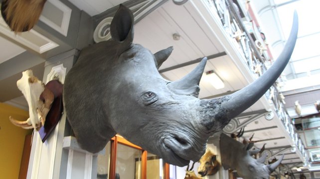 Négy rinocéroszfejet loptak el egy múzeumi raktárból