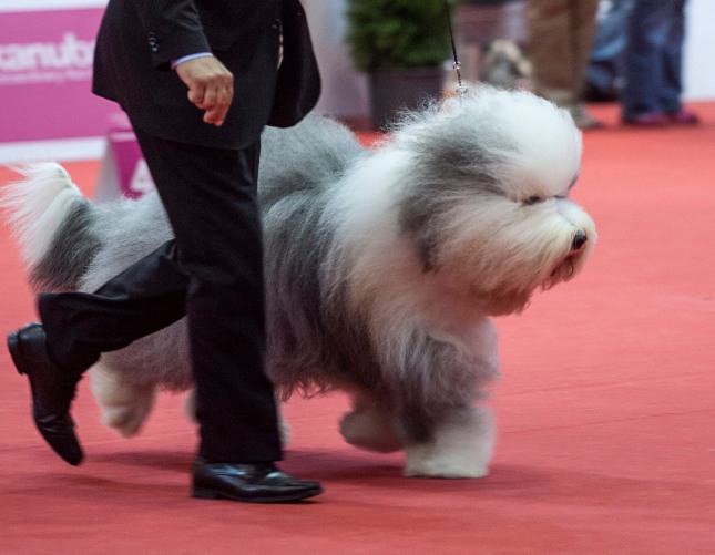 Magyar juhászkutya lett a világ legszebb kutyája