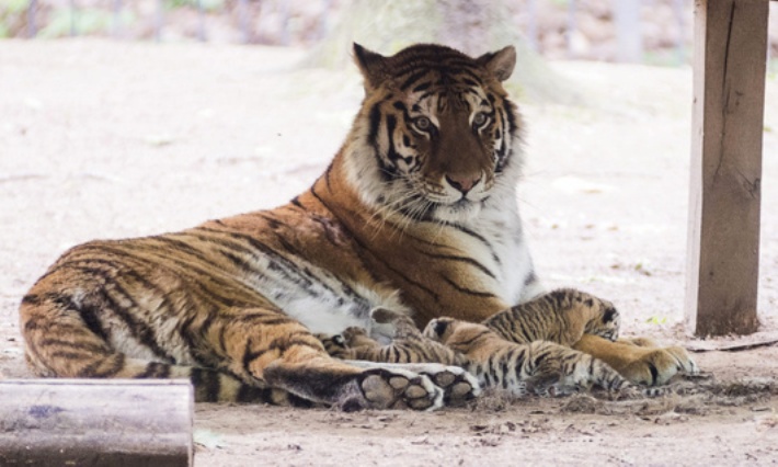 Tigriskölykök születtek Nyíregyházán