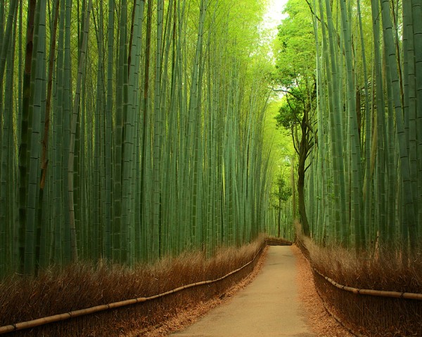 7 bambusz jap