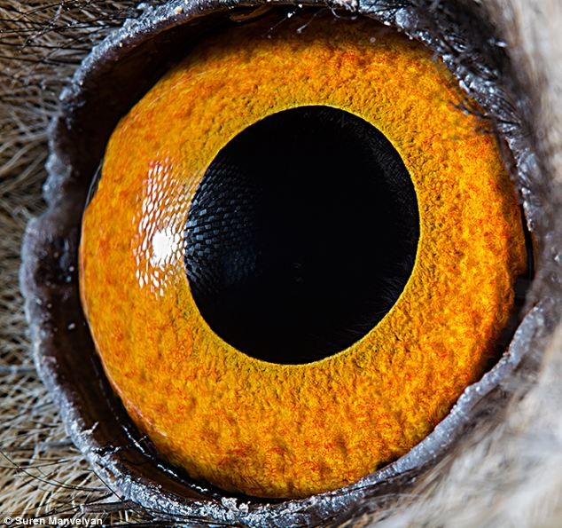 Elképesztően közeli fotók állatok szeméről