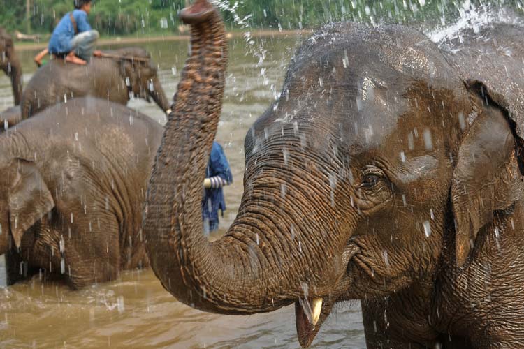 Még az elefántok sem bírják a meleget