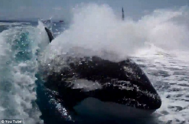 Videó! 20 gyilkos bálna követte egy házaspár hajóját