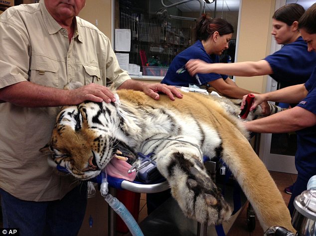 Kosárlabda méretű szőrcsomót műtöttek ki a tigris gyomrából