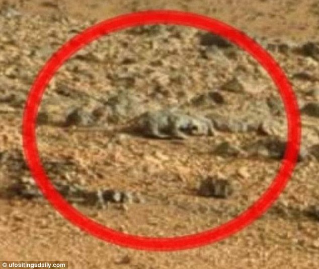A Marson élő gyíkot találtak? 