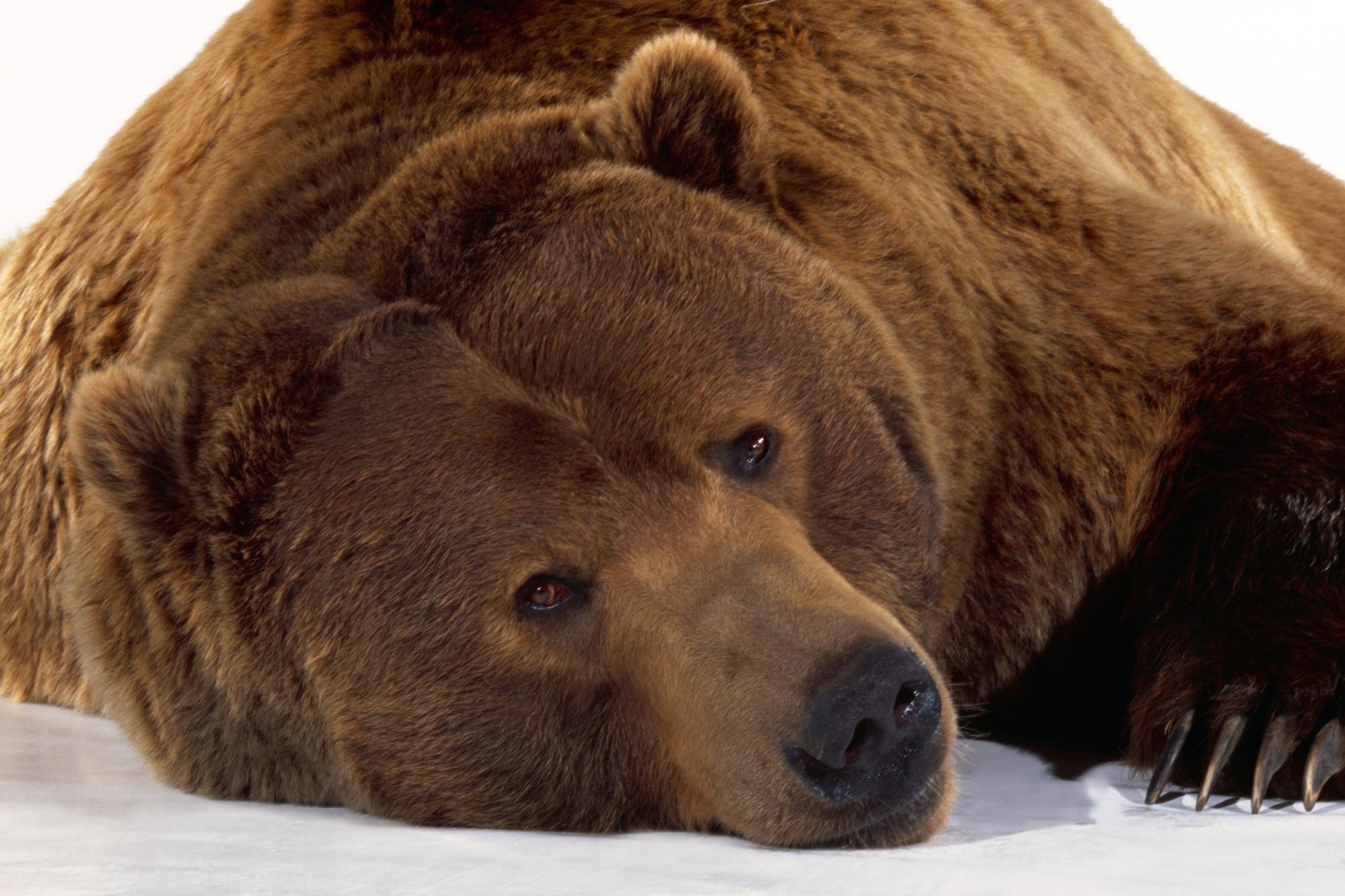 Védett medvét lőttek ki orvvadászok – videó