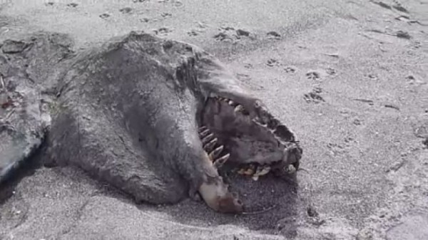 creature washes up in New Zealand