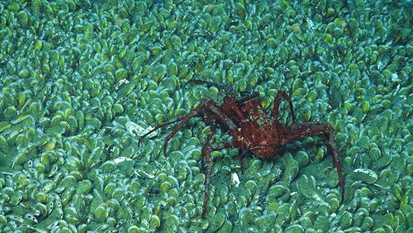 Az óceán mélyén kutatók furcsa élőlényeket találtak