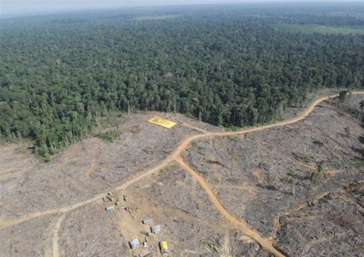 Indonézia kiterjesztette a fakivágási tilalmat, hogy megvédje az esőerdőket