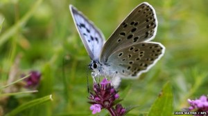 large_blue_butterfly