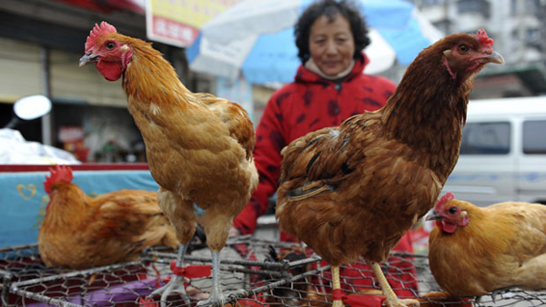 Negyven milliárd jüan kárt okozott a madárinfluenza Kínában