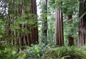 redwood-national-park