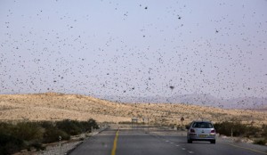 Locust invasion in Negev Desert in Israel near Nitzana