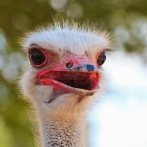11964110-curious-looking-ostrich-bird-in-close-up