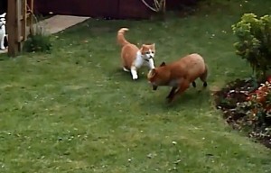 Cats-vs-Fox