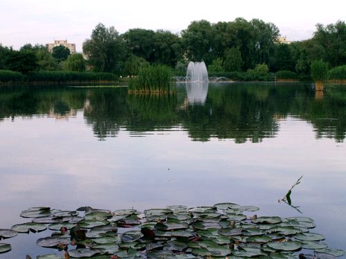 Hőség - Halpusztulás a múlt heti kánikula miatt a nyíregyházi Bujtosi-tóban