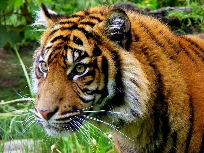 Sumatran_Tiger_2_by_Dk_Raven