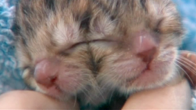 Videó! Kétpofájú kiscica jött a világra