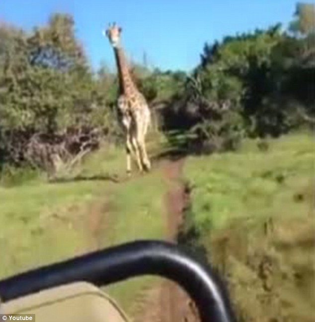Rémálommá vált szafari: dühös zsiráf üldözte a turistákat - videóval