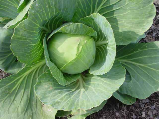 cabbage9