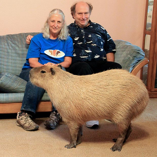 capybara-620cv_1749906a