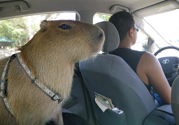 capybara-620fg_1749907a