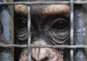 Nyugdíjazzák a megkínzott csimpánzokat