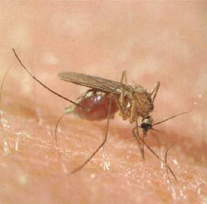 Szúnyogcsípés miatt bénult le egy időre a fiatal nő