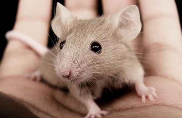 Sikerült törölni egerek agyából rossz emlékeiket