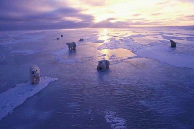 Az Északi-sarkvidék védelme