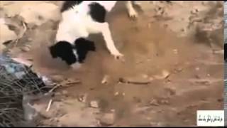 Szívszorító videó! Felnőtt kutya temette el a halott kölyök testét!