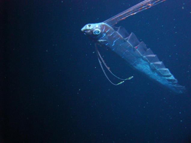 Videó! Bizarr óriás szíjhalat vett fel a szonda 