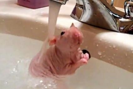 Elképesztő videó! Tusol a csupasz patkány!