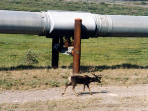 300px-Alaska_Pipeline_and_caribou